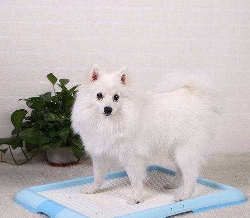 宠物狗四处拉屎怎么办