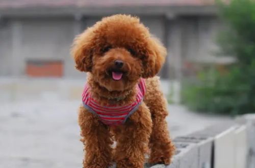 刚买来的宠物狗晚上老叫怎么办