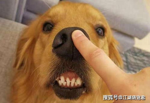 进屋不摸宠物狗怎么办呢