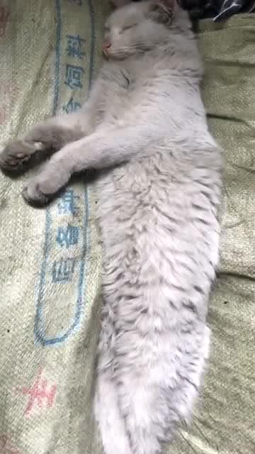 宠物猫村里猫怎么养的