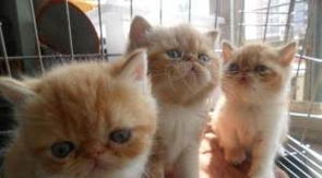 养宠物猫怎么卖