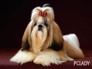 宠物狗西施犬怎么养好