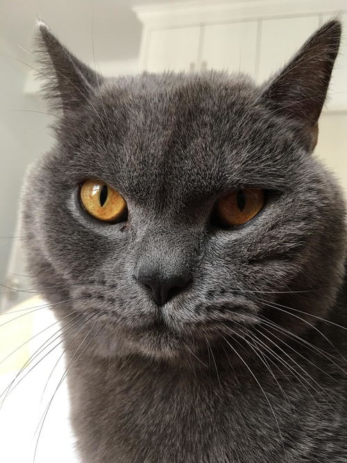 宠物猫怎么导尿的呢