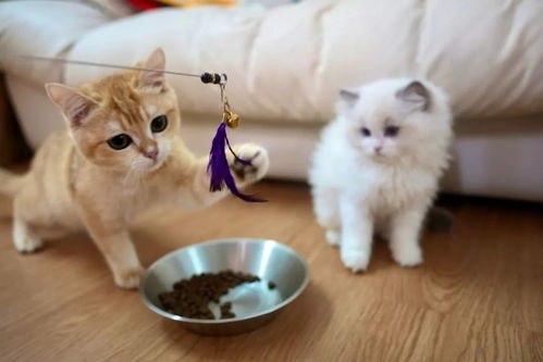 家里怎么喂宠物猫