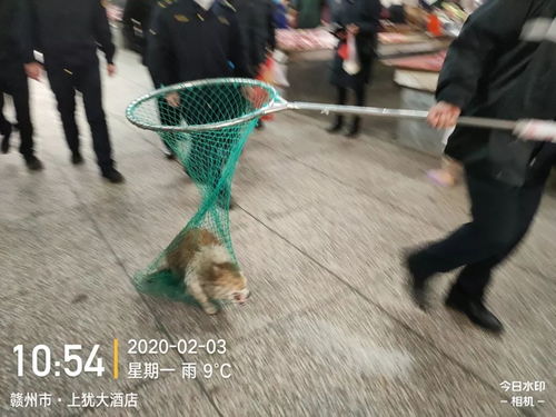 疫情防控宠物狗怎么办