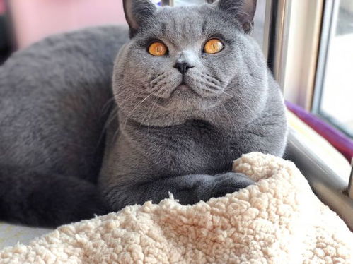 怎么跨省运宠物猫
