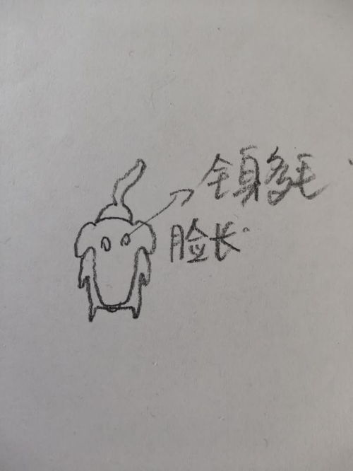 怎么样形容宠物狗的外貌