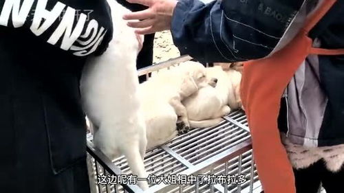 宠物狗被人买走了怎么办