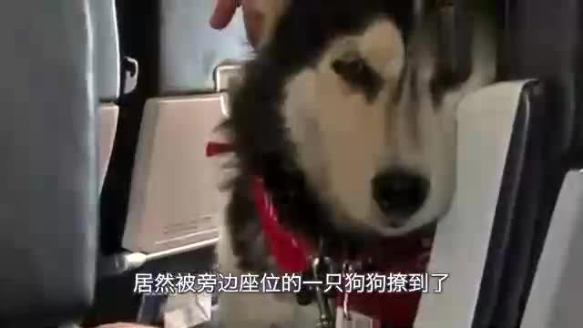 怎么样把宠物狗带上飞机