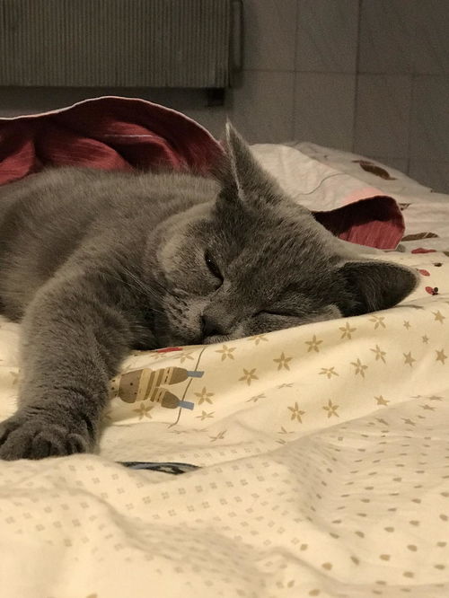 宠物猫打呼噜是怎么回事