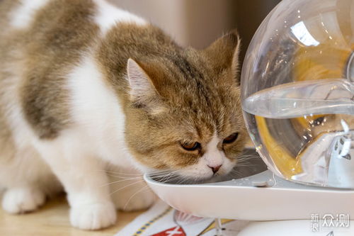 宠物猫怎么定义的