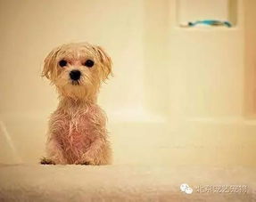 怎么拥有一只小宠物狗呢