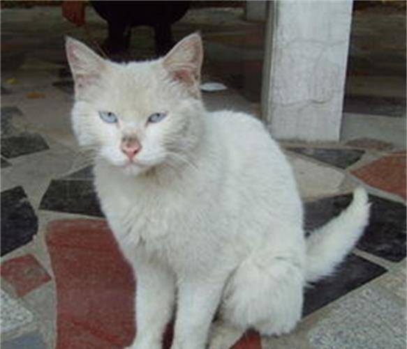 宠物猫血统怎么查