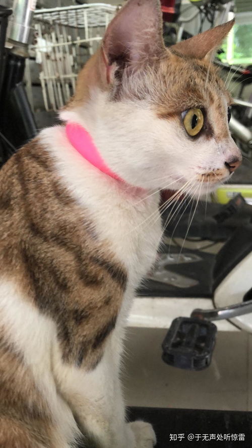 怎么才能捡到宠物猫