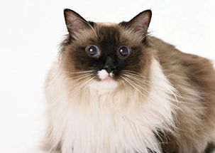 宠物猫皮肤红怎么回事儿