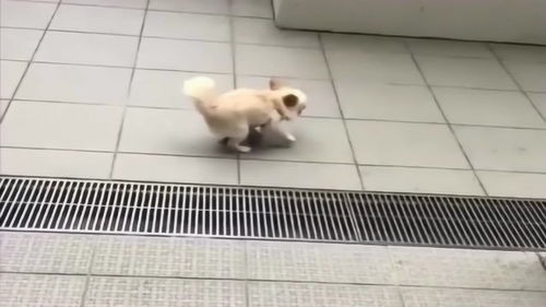 宠物狗倒着走怎么回事啊