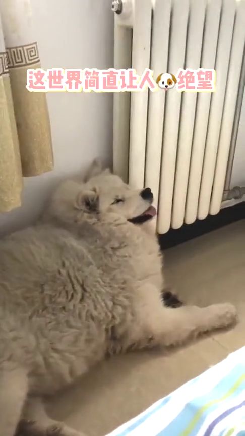 宠物狗不让剪毛怎么办呀