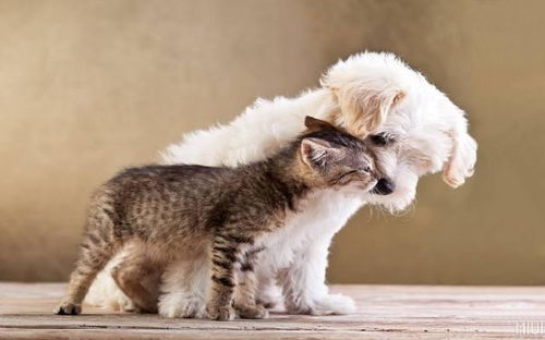 三亚怎么买宠物猫狗狗的