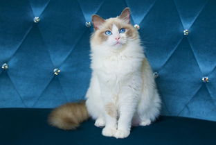 闲鱼倒卖宠物猫犯法吗怎么处理
