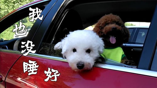 宾馆不让带宠物狗怎么办