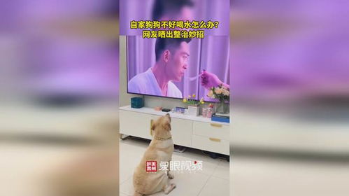 爱上自家宠物狗怎么办呀