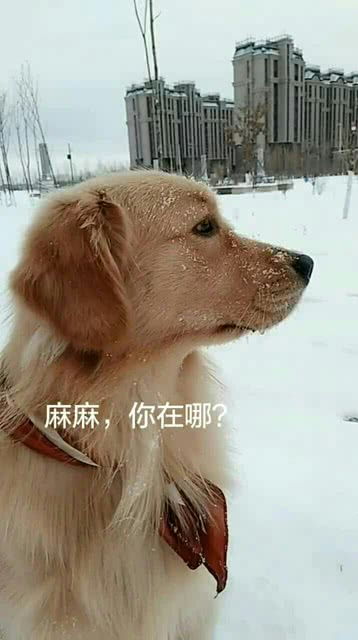 妈妈偏心宠物狗怎么办呀