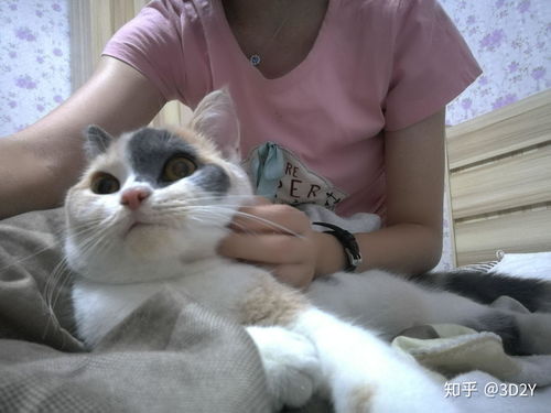 小宠物猫怎么买卖