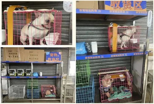 东莞怎么托运宠物猫