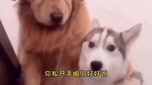 宠物狗不听话怎么养他呢
