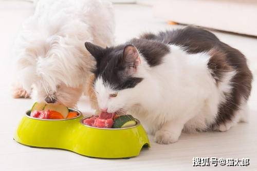 大龄猫怎么选宠物狗粮好