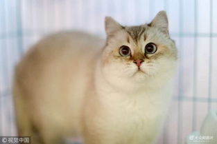 在济南怎么挑宠物猫