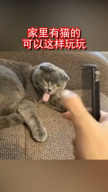家中有猫怎么玩宠物猫