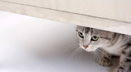 宠物猫怎么在室外养