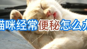 宠物狗大便干燥怎么办啊