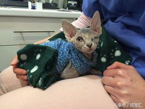 加拿大宠物猫怎么买