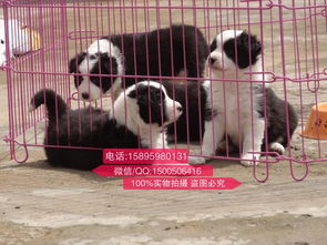养殖宠物狗怎么样卖得好