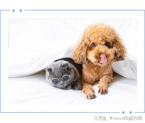 宠物狗不让美容吗怎么办