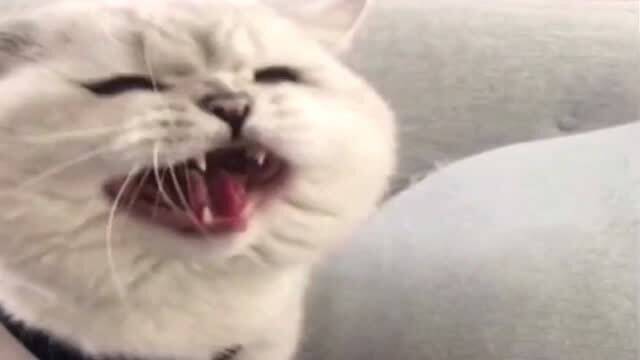 宠物猫怎么都不叫