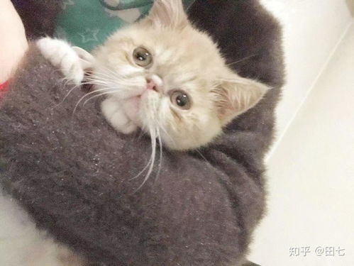 怎么和宠物猫玩