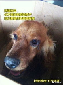 宠物狗被压断腿怎么办啊