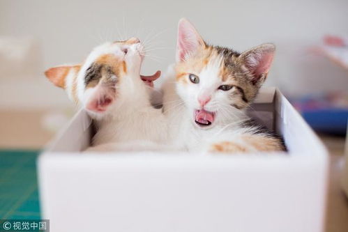 捡到宠物猫疫苗怎么打的