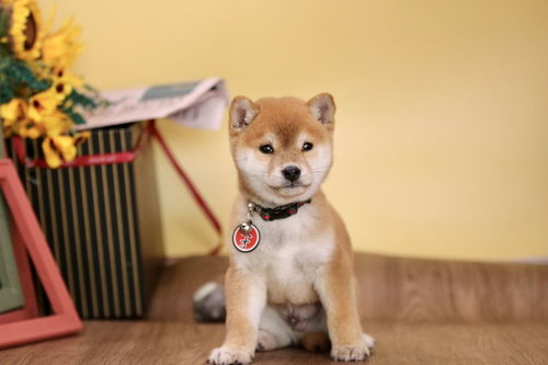 柴犬血统证书多少钱