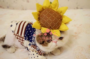 加菲猫多少钱一只幼崽