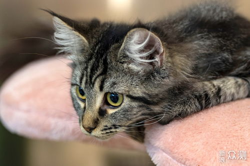新手怎么选宠物猫
