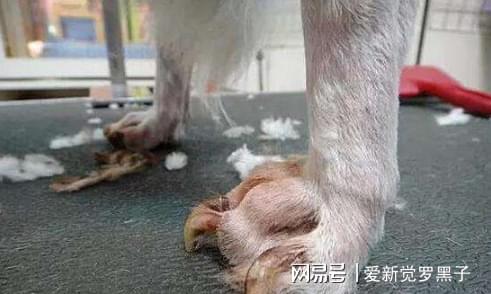 怎么给宠物狗剪脚趾甲
