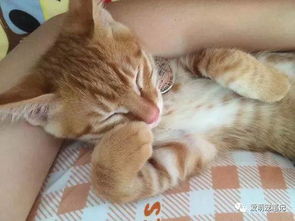 宠物猫怎么养成田园猫