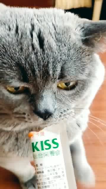 宠物猫怎么跑的快点