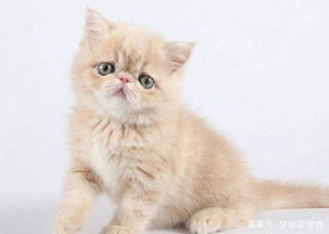 在本地怎么买宠物猫