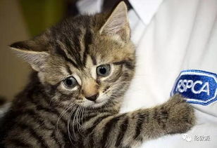 英国宠物猫仔怎么养