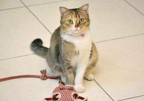 出门宠物猫怎么携带